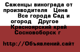Саженцы винограда от производителя › Цена ­ 800 - Все города Сад и огород » Другое   . Красноярский край,Сосновоборск г.